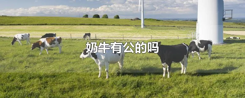 奶牛有公的吗