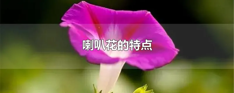 喇叭花的特点