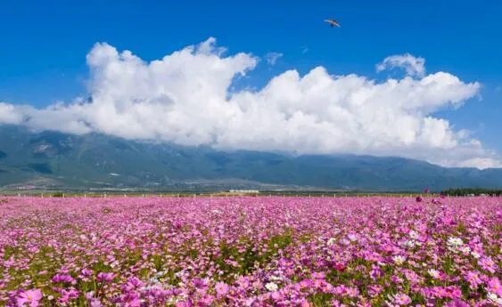 格桑花有什么寓意，格桑花的寓意和花语