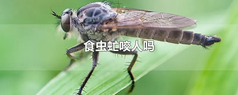 食虫虻咬人吗