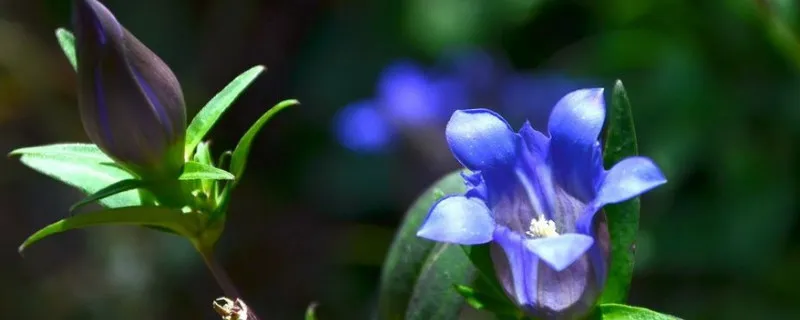 龙胆花几年生植物