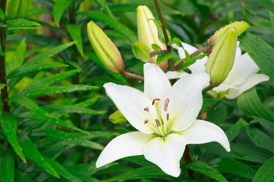 百合花代表什么