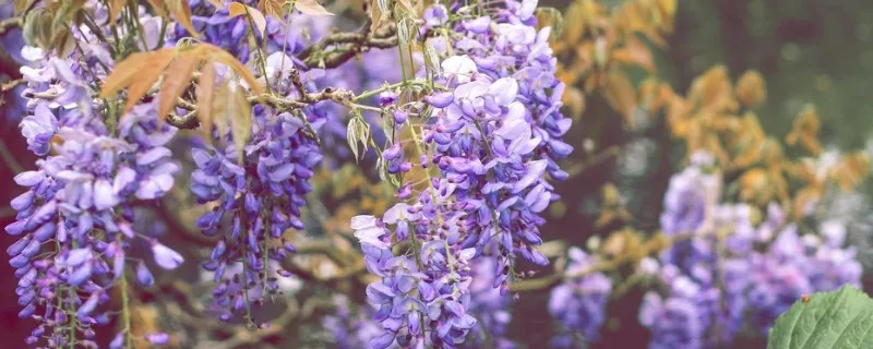 丁香花的特点和生长习性