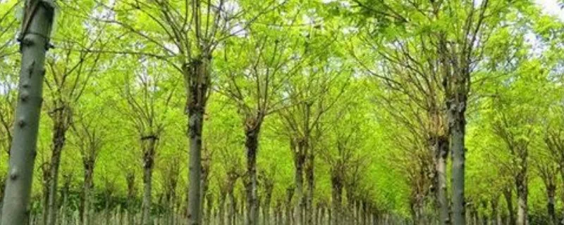 金叶白蜡与白蜡的区别