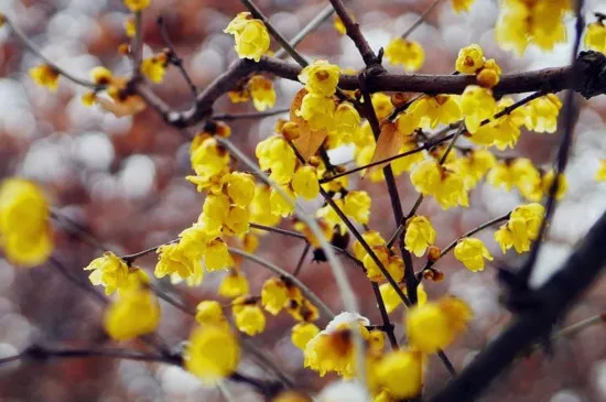 四季花种类