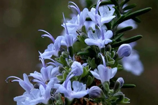 种什么花养蜂