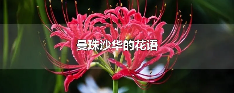 曼珠沙华的花语