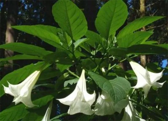 冥界四花都有哪四种花，彼岸花/曼陀罗/罂粟花/水晶兰