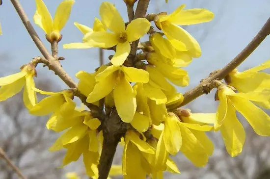 金钟花怎么管理