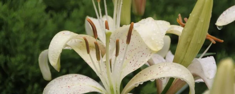 百合花蕊怎么剪