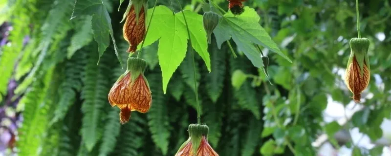 悬铃花是爬藤植物吗