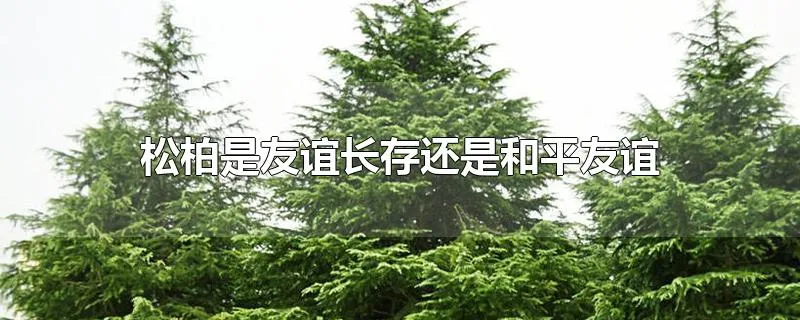 松柏是友谊长存还是和平友谊