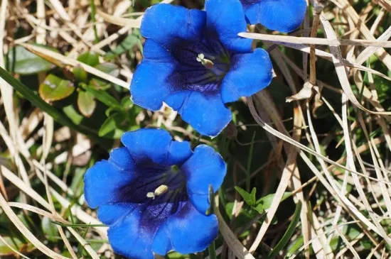 龙胆花会休眠吗