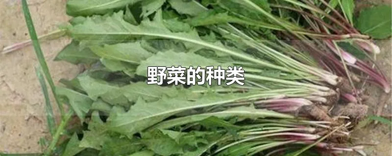 野菜的种类