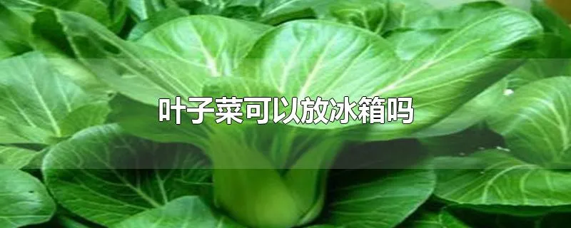 叶子菜可以放冰箱吗