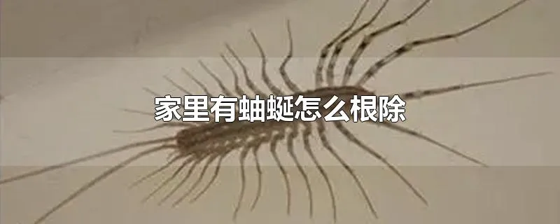 家里有蚰蜒怎么根除