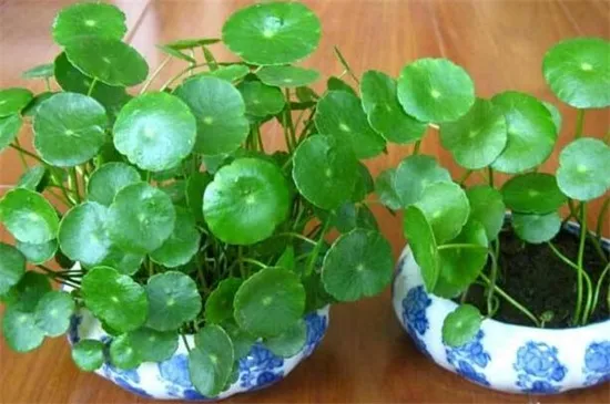 店铺放什么花招财