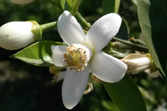 橘子花和栀子花的区别