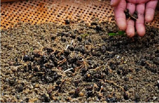 植物种子人工催芽的方法有那些