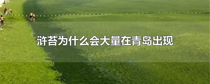 浒苔为什么会大量在青岛出现