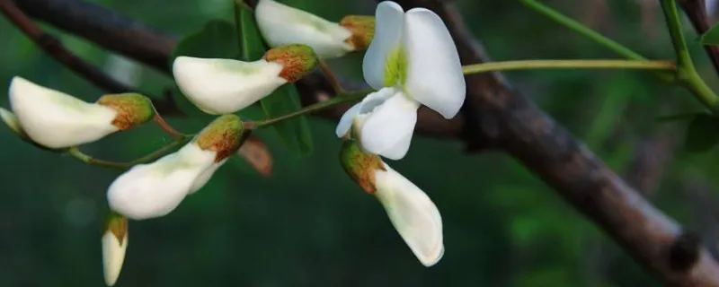 香花槐的育苗方法