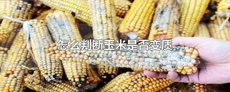 怎么判断玉米是否变质