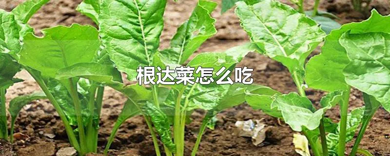 根达菜怎么吃