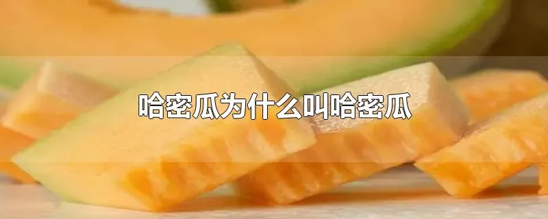 哈密瓜为什么叫哈密瓜