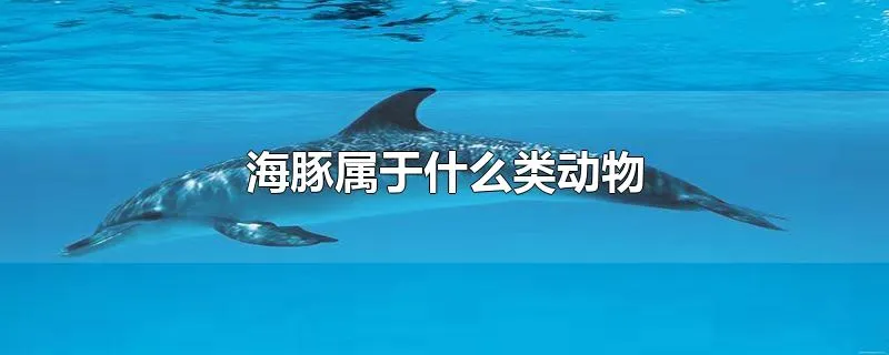 海豚属于什么类动物