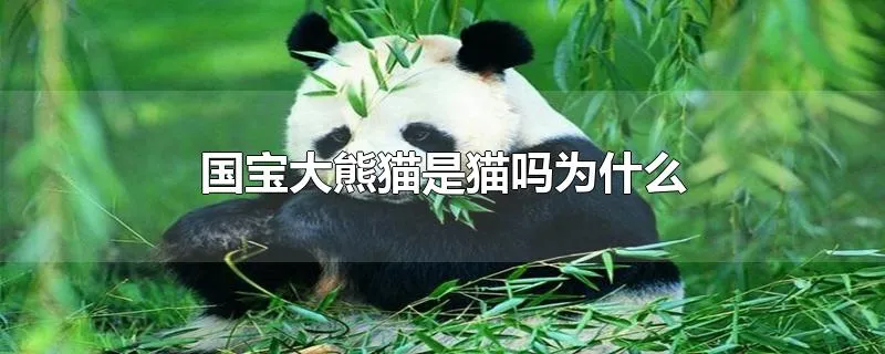 国宝大熊猫是猫吗为什么