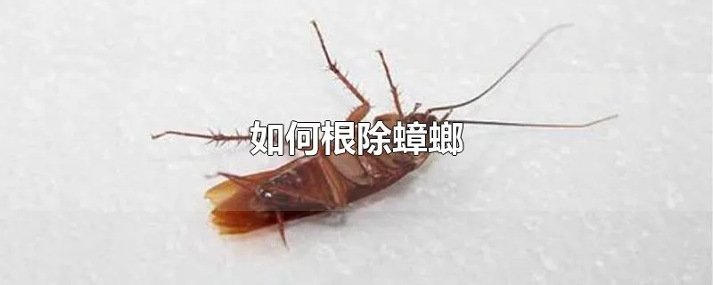 如何根除蟑螂