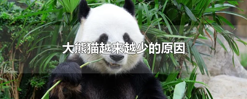 大熊猫越来越少的原因