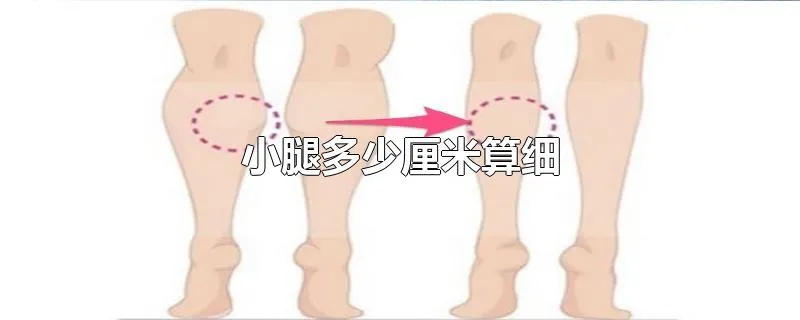 小腿多少厘米算细