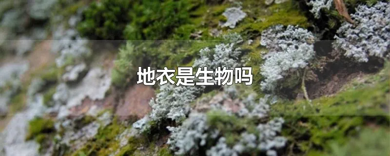 地衣是生物吗