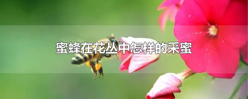 蜜蜂在花丛中怎样的采蜜