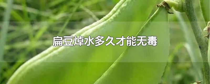 扁豆焯水多久才能无毒