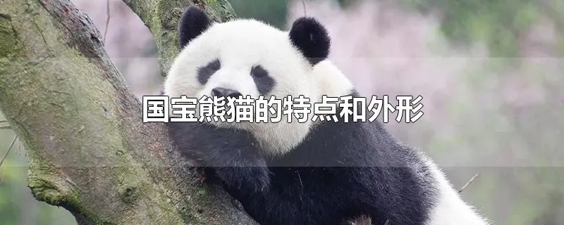 国宝熊猫的特点和外形