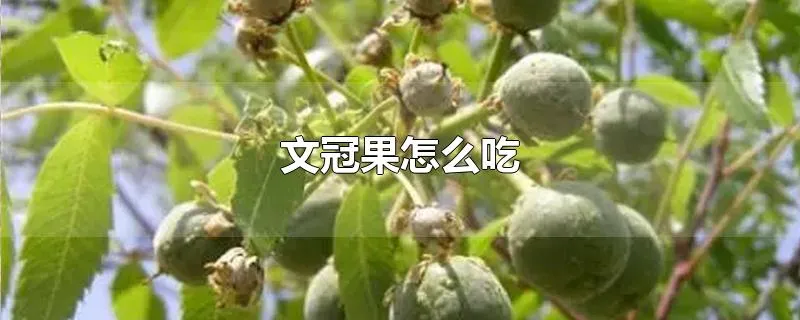 文冠果怎么吃