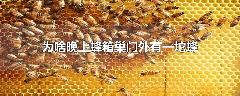 为啥晚上蜂箱巢门外有一坨蜂