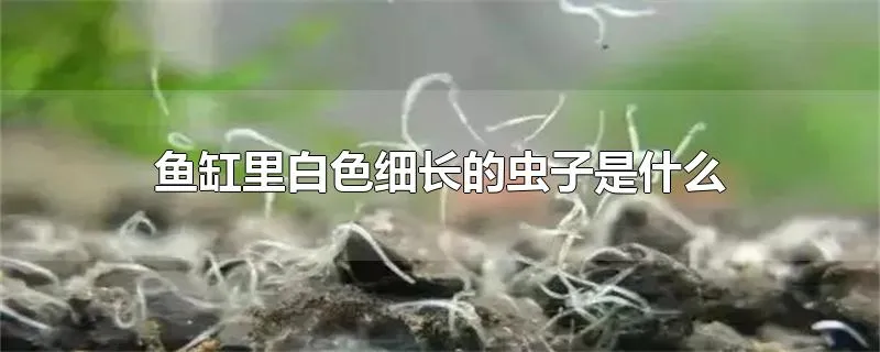 鱼缸里白色细长的虫子是什么