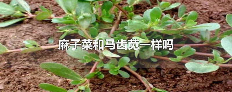 麻子菜和马齿苋一样吗