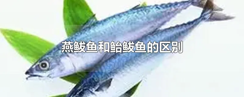 燕鲅鱼和鲐鲅鱼的区别