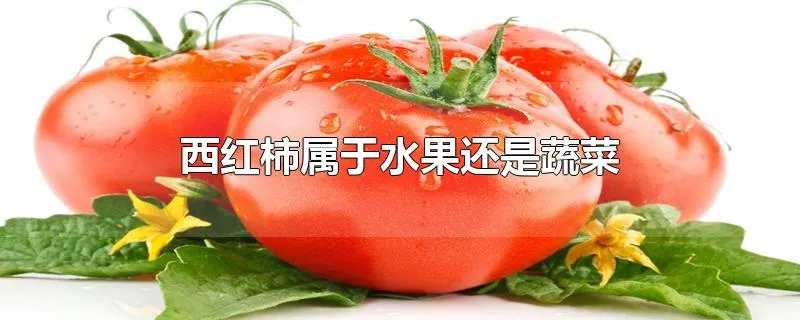 西红柿属于水果还是蔬菜