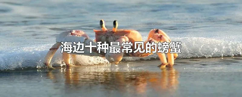 海边十种最常见的螃蟹