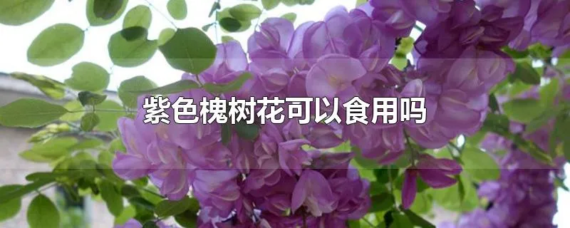 紫色槐树花可以食用吗