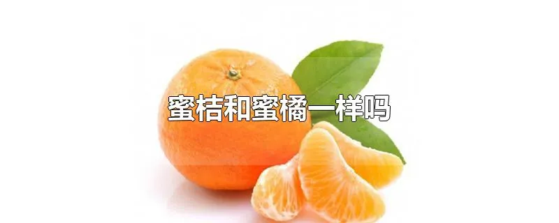 蜜桔和蜜橘一样吗