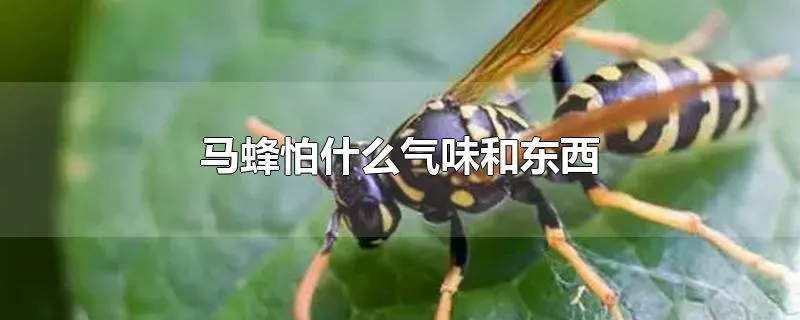 马蜂怕什么气味和东西