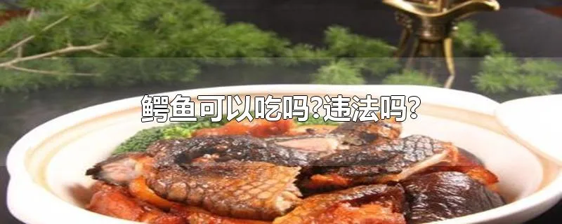 鳄鱼可以吃吗?违法吗?