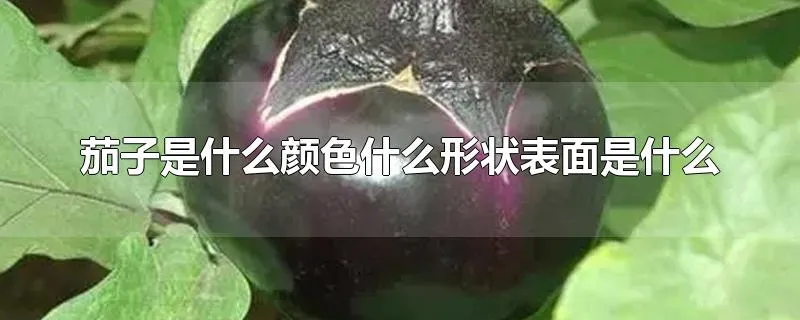 茄子是什么颜色什么形状表面是什么