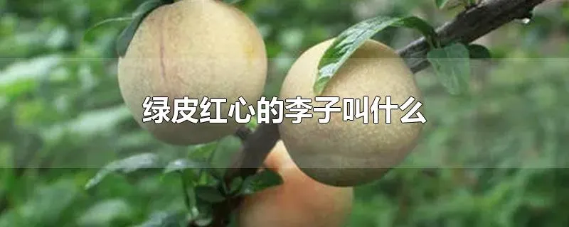 绿皮红心的李子叫什么